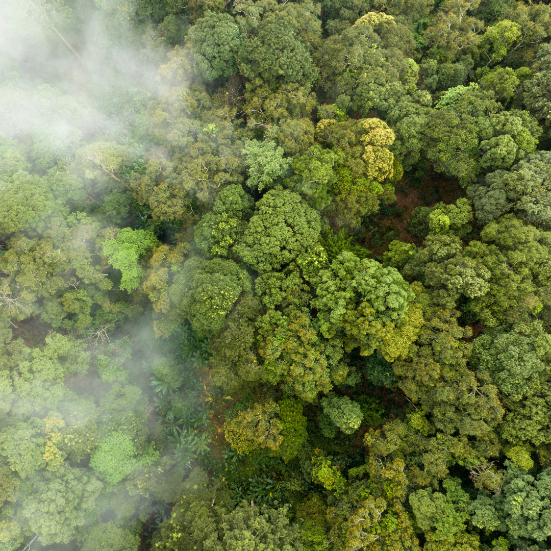 Aerial view of a dense forest with green trees and mist.